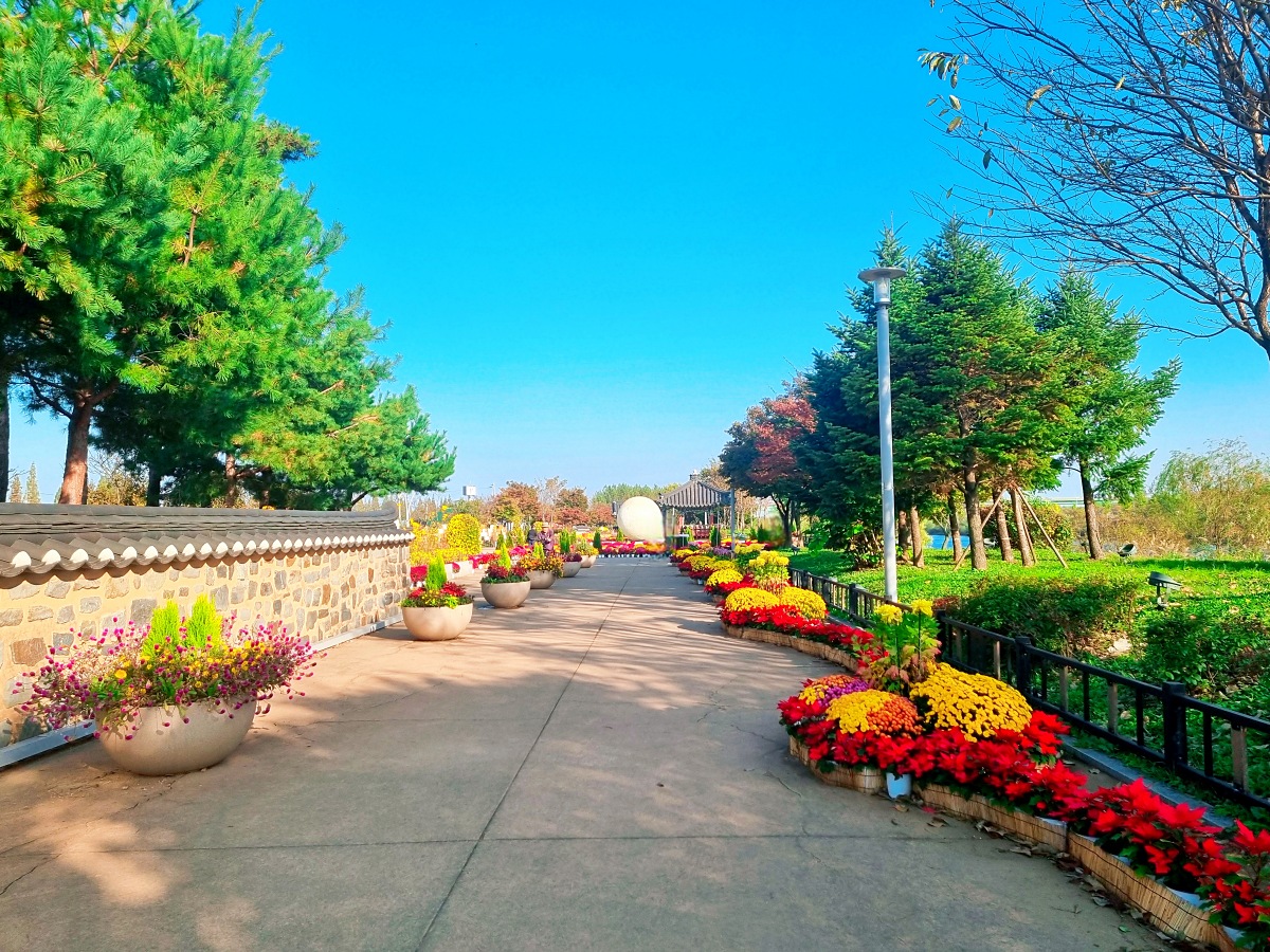 2024 인천 계양 아라온 가을꽃 전시회&amp;#44; 국화 축제(~11.10.): 야경&amp;#44; 아라뱃길&amp;#44; 전통놀이 체험