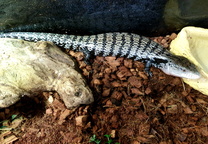 아이랑가기 좋은 곳 - 자연생태박물관 