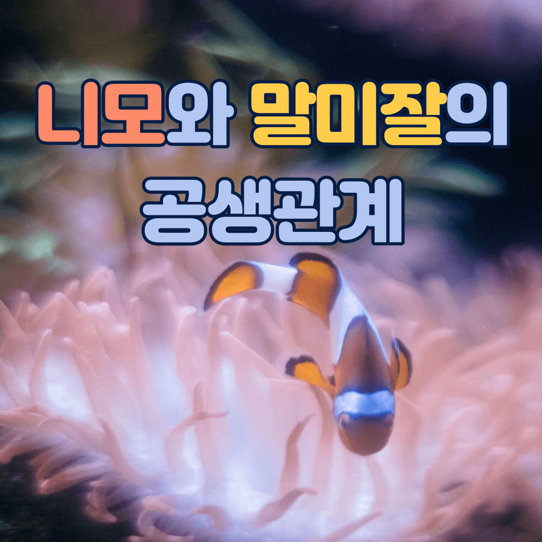 니모 말미잘 공생관계