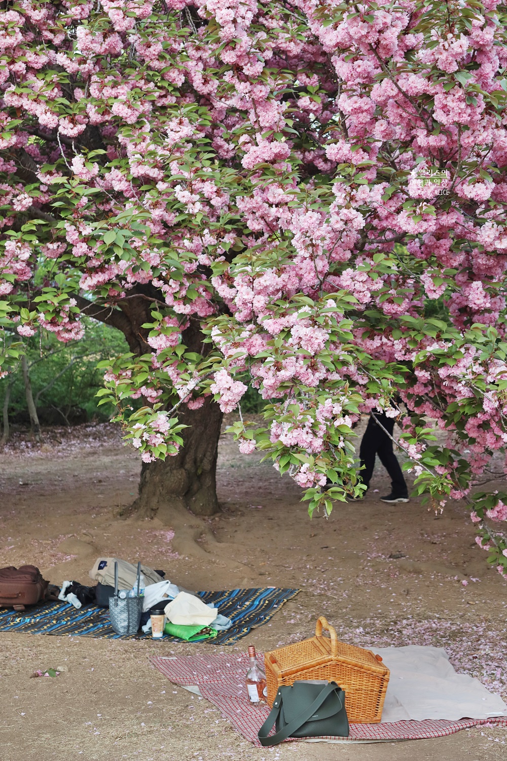 경주 불국사 겹벚꽃 위치, 명소 왕벚꽃 개화시기 (지금 만개), 주차정보