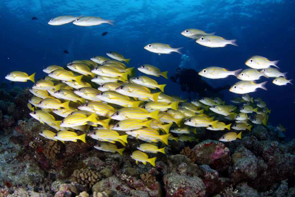 스쿠버 다이빙 자격증 따는 방법