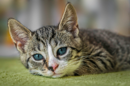 추천 다이어트 사료 &amp; 간식 관련 사진