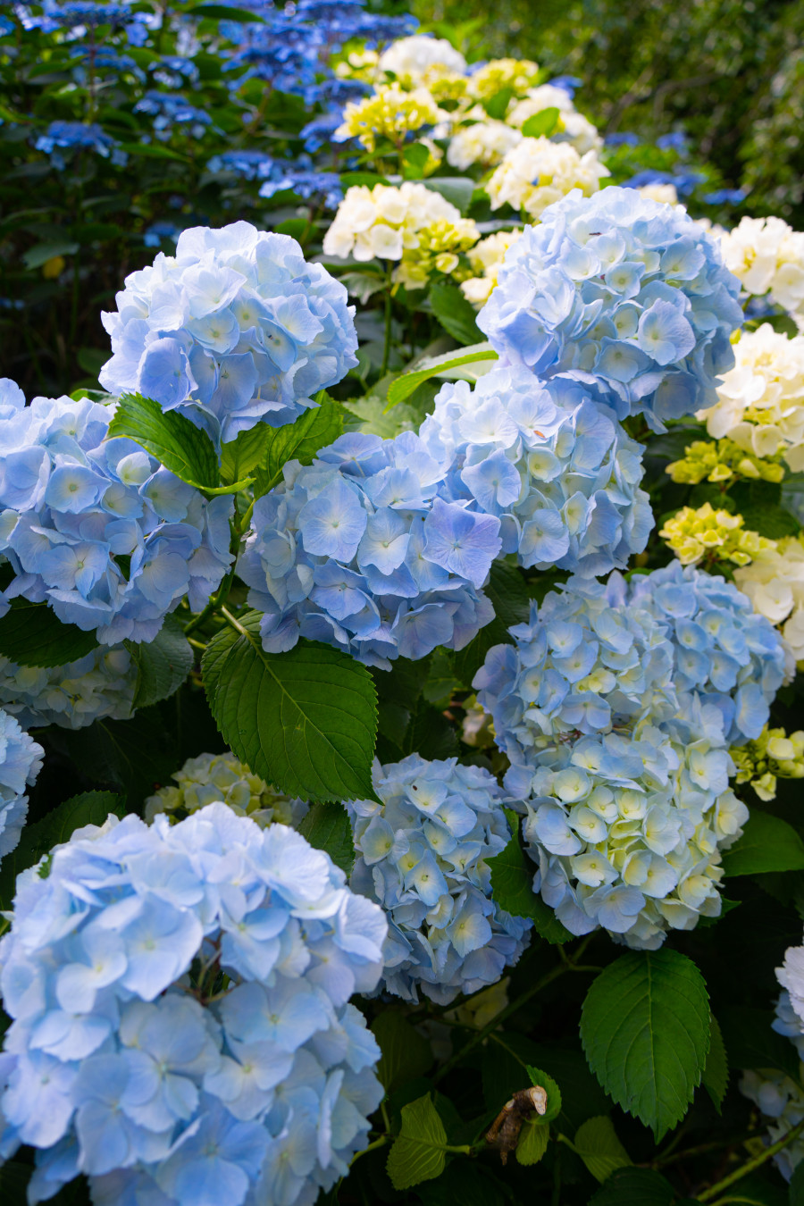 카멜리아힐 수국