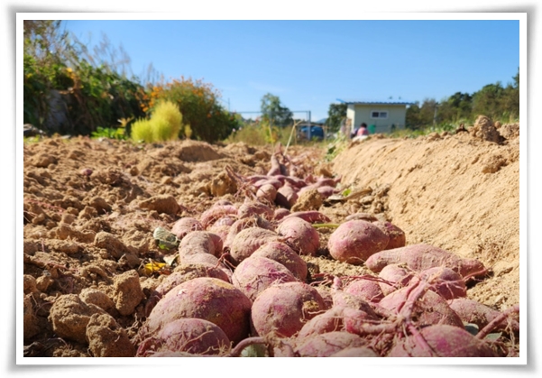"9월, 고구마 수확 해야죠?" 고구마 수확의 황금 시기와 비밀 노하우!
