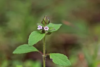 약용식물 가는잎산들깨 석향유 여름철 한방재 건강 효과_17