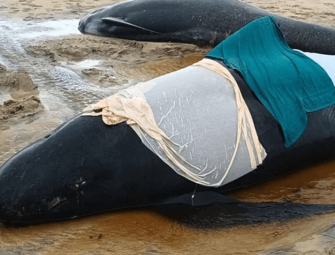들쇠고래 집단 폐사 현장