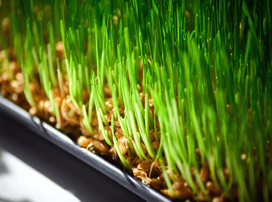 녹색의 새싹들이 쑥쑥 자랐다. 모두 새싹보리다.