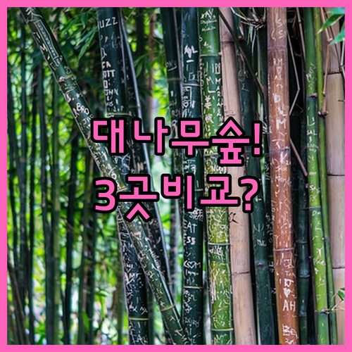 담양 여행 완벽 정복 대나무 숲에 딱..