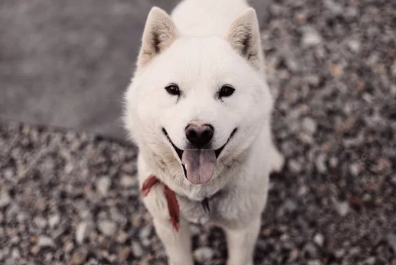 진돗개/출처:어도비스톡