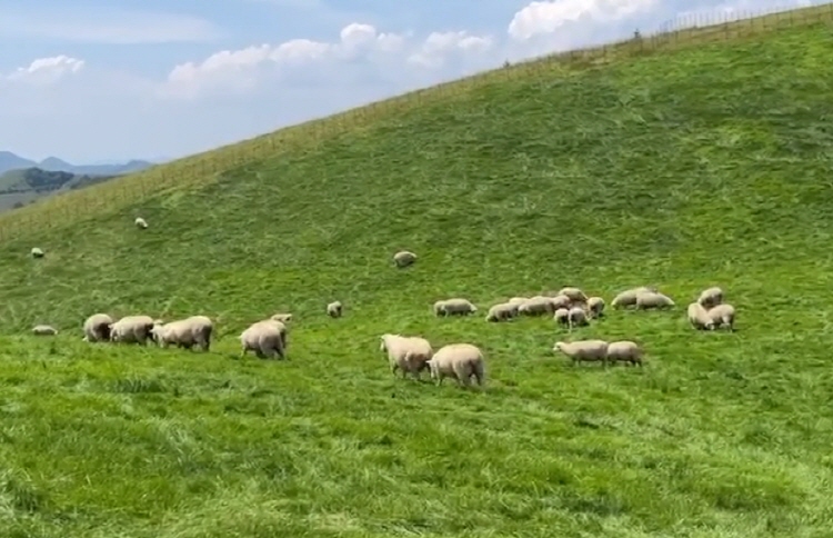 대관령 양떼목장