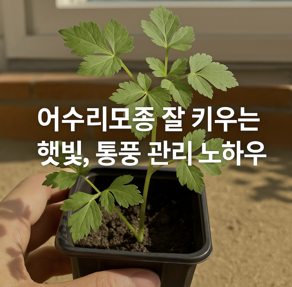 어수리모종 잘 키우는 햇빛, 통풍 관리 노하우
