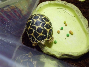 인도별거북의 매력과 특수한 사육 조건 탐구