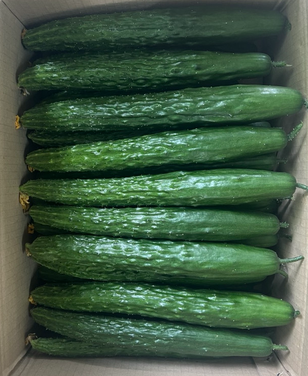 경남 창녕 가시오이 주문 방법