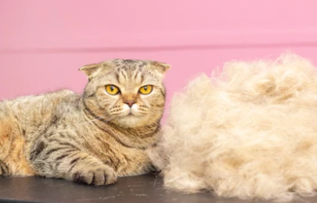 고양이 빗 추천