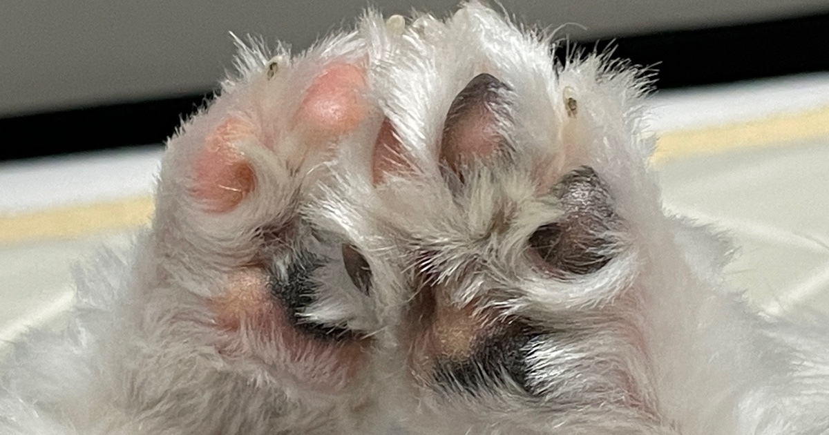 강아지-발염증을-앓고-있는-강아지가-꾸준한-관리로-많이-호전되어-나가는-모습