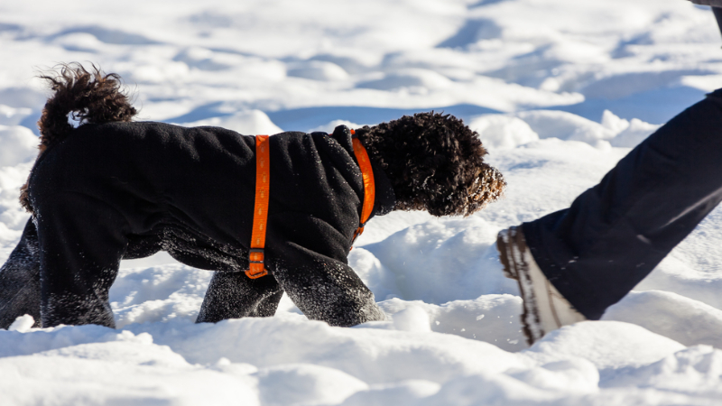 강아지 겨울 산책