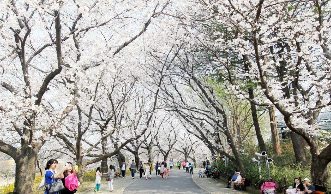 2025 벚꽃 개화시기 