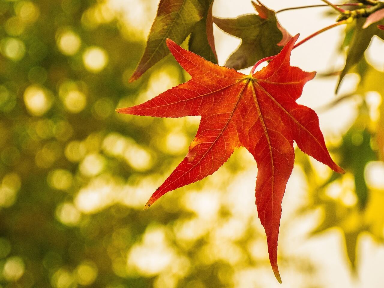 문경새재 단풍 절정시기