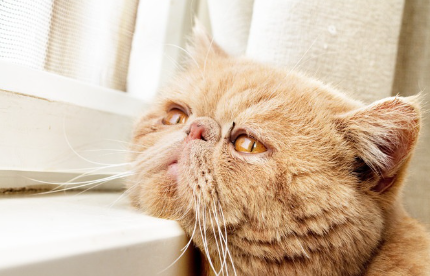 창틀에 턱을 얹는 고양이.