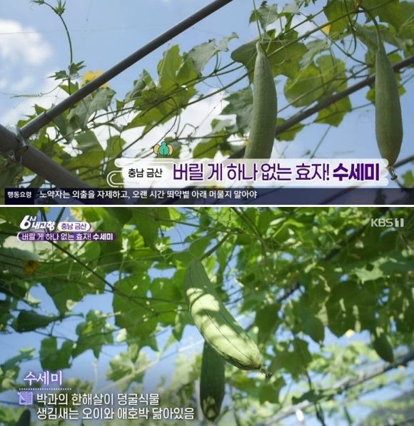 한국기행-수세미-발효액-정광환