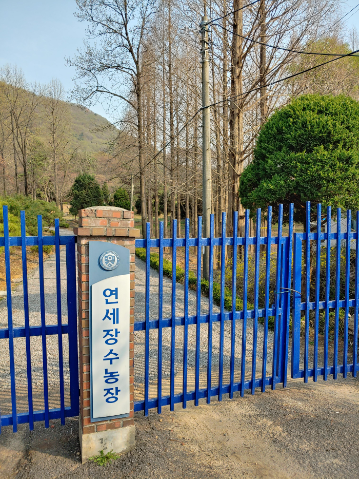 계란-마을-신천동-연세장수농장