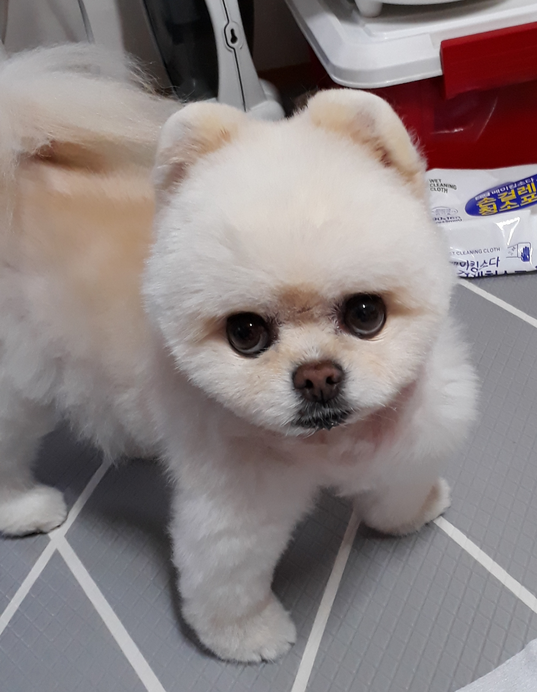 강아지 백내장 초기 증상과 확인법 : 예방법 3가지