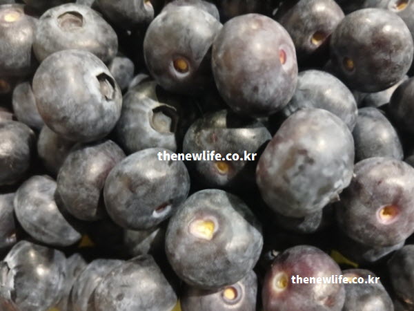 블루베리 효능을 입증하는 풍부한 영양 성분들이 과육에 가득 찬 먹음직스러운 블루베리 실사진
