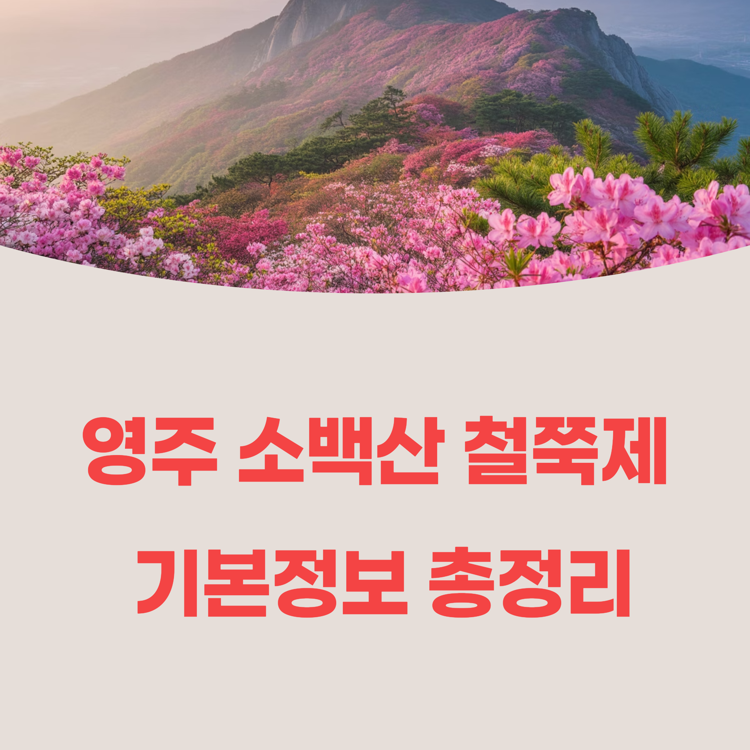 2025 영주 소백산 철쭉제