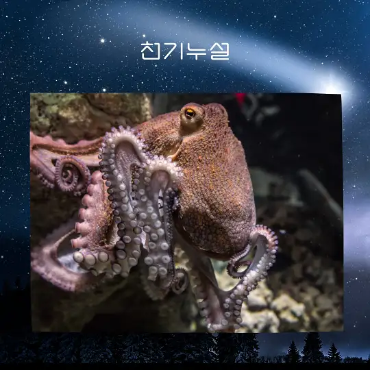문어 잡는 꿈
