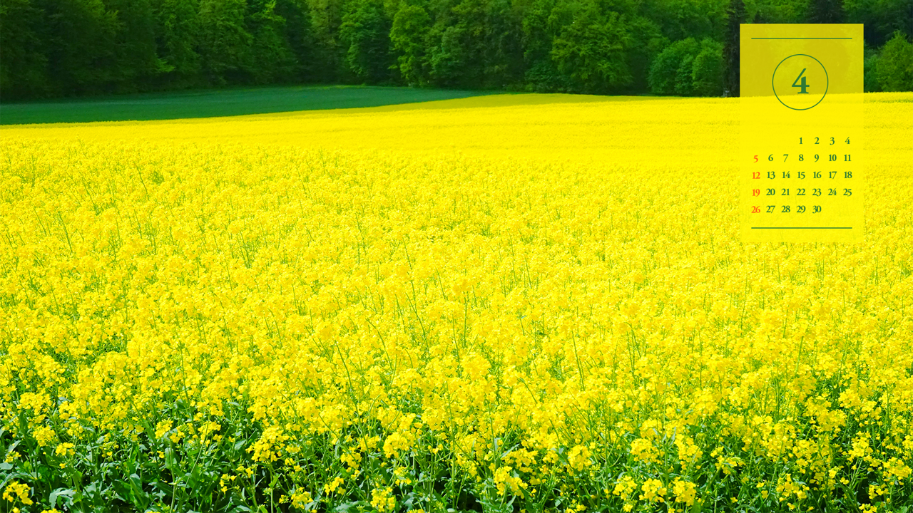 06 노란색 유채꽃밭 A - 2026년4월 달력배경화면