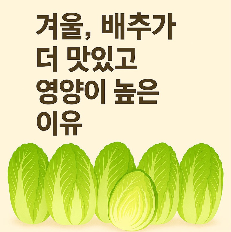 겨울, 배추가 더 맛있고 영양이 높은 이유