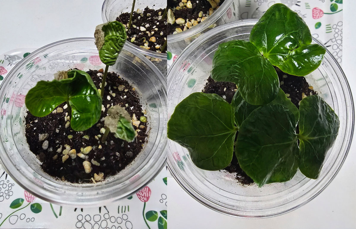 허물을 벗고, 날개를 활짝 폈어요.