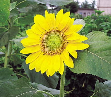 가을에 피는 꽃 종류 해바라기