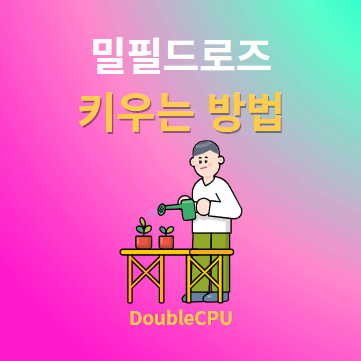 밀필드로즈 키우기 물주기