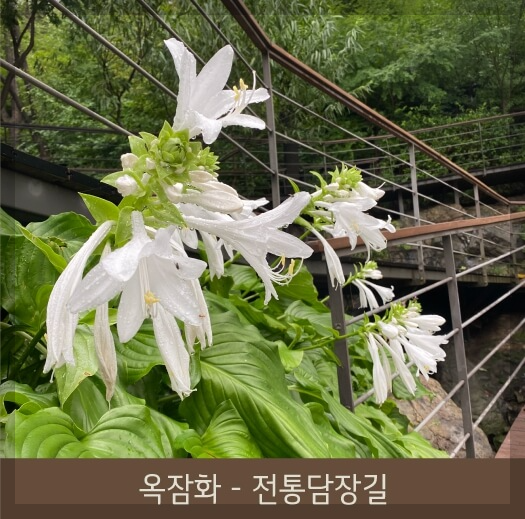 화담숲에서 즐기는 가족 나들이: 아이들과 함께하는 힐링 여행