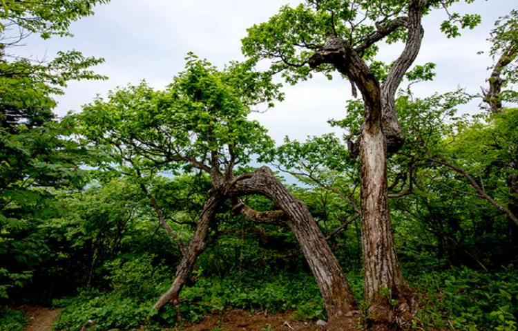 발왕산 케이블카