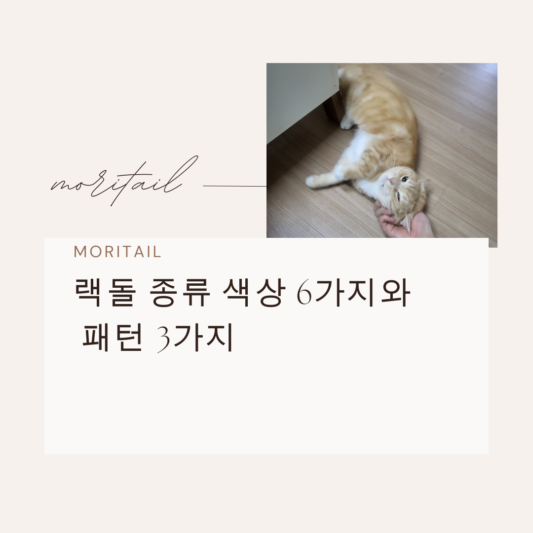 랙돌 종류 색상 6가지와 패턴 3가지