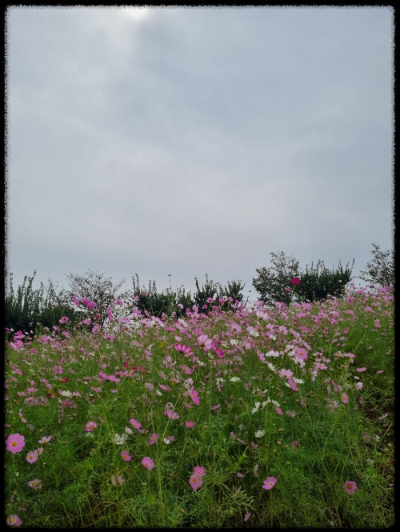 안성팜랜드 핑크뮬리&amp;#44;코스모스 가을 사진여행 추천합니다.