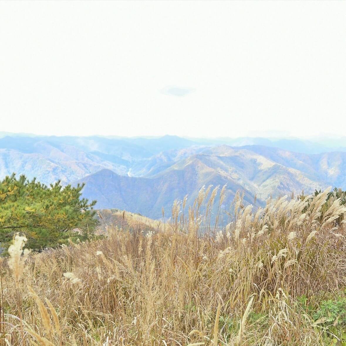 민둥산 억새꽃축제