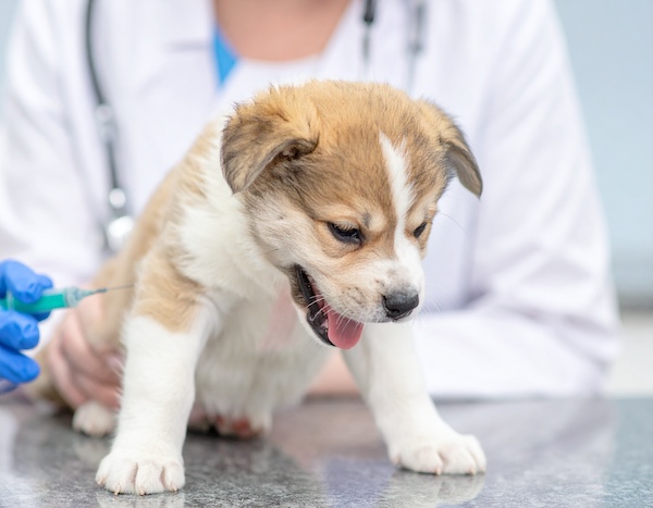 광견병 예방접종을 맞는 강아지