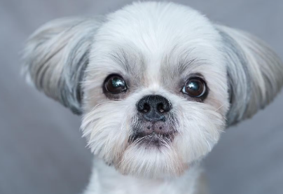 쳐다보는 강아지