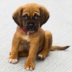 강아지 사료 추천