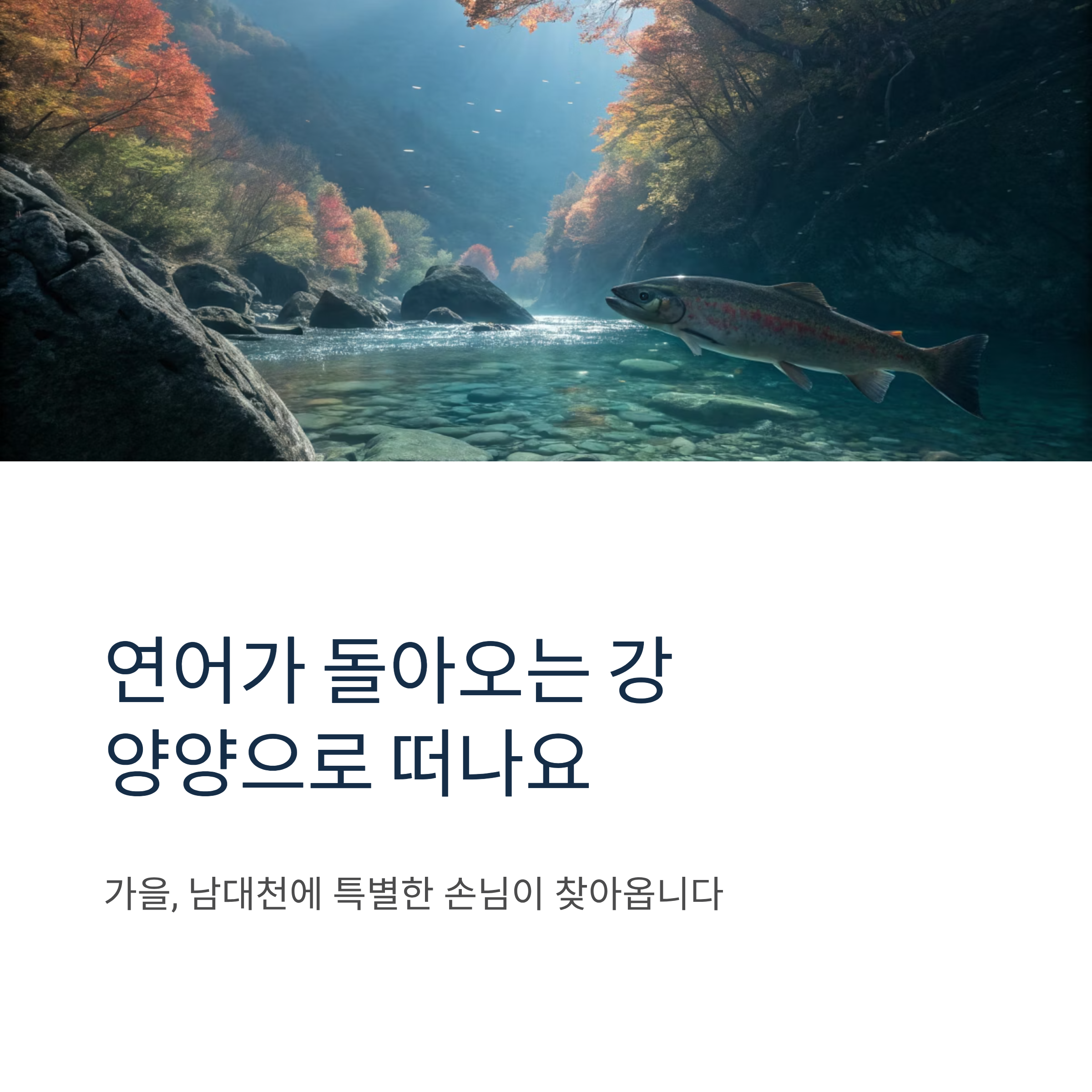 2025 양양 연어축제 일정 총정리|남대천 연어잡기 체험부터 먹거리·공연까지 가족여행 필수코스