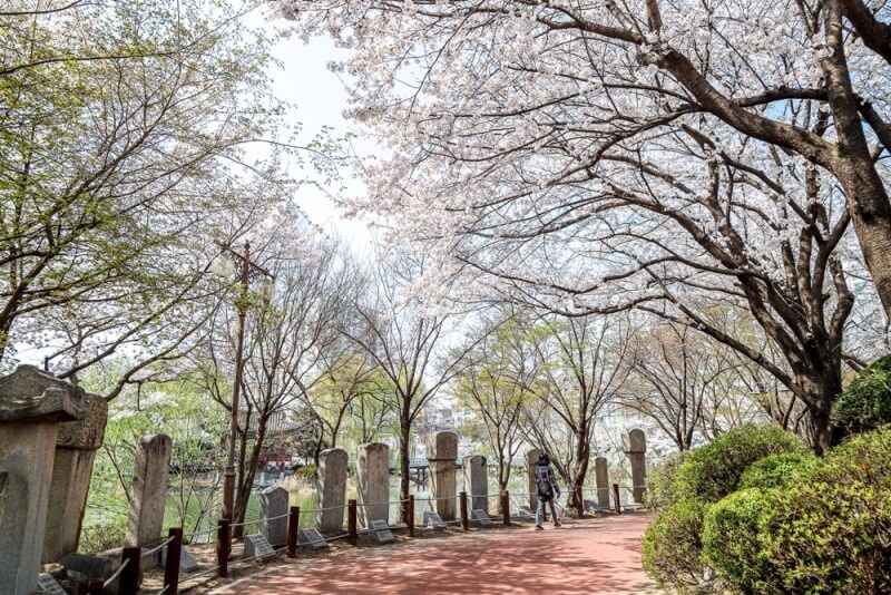 2024 숨은 벚꽃명소 / 수도권 벗꽃명소 벚꽃여행