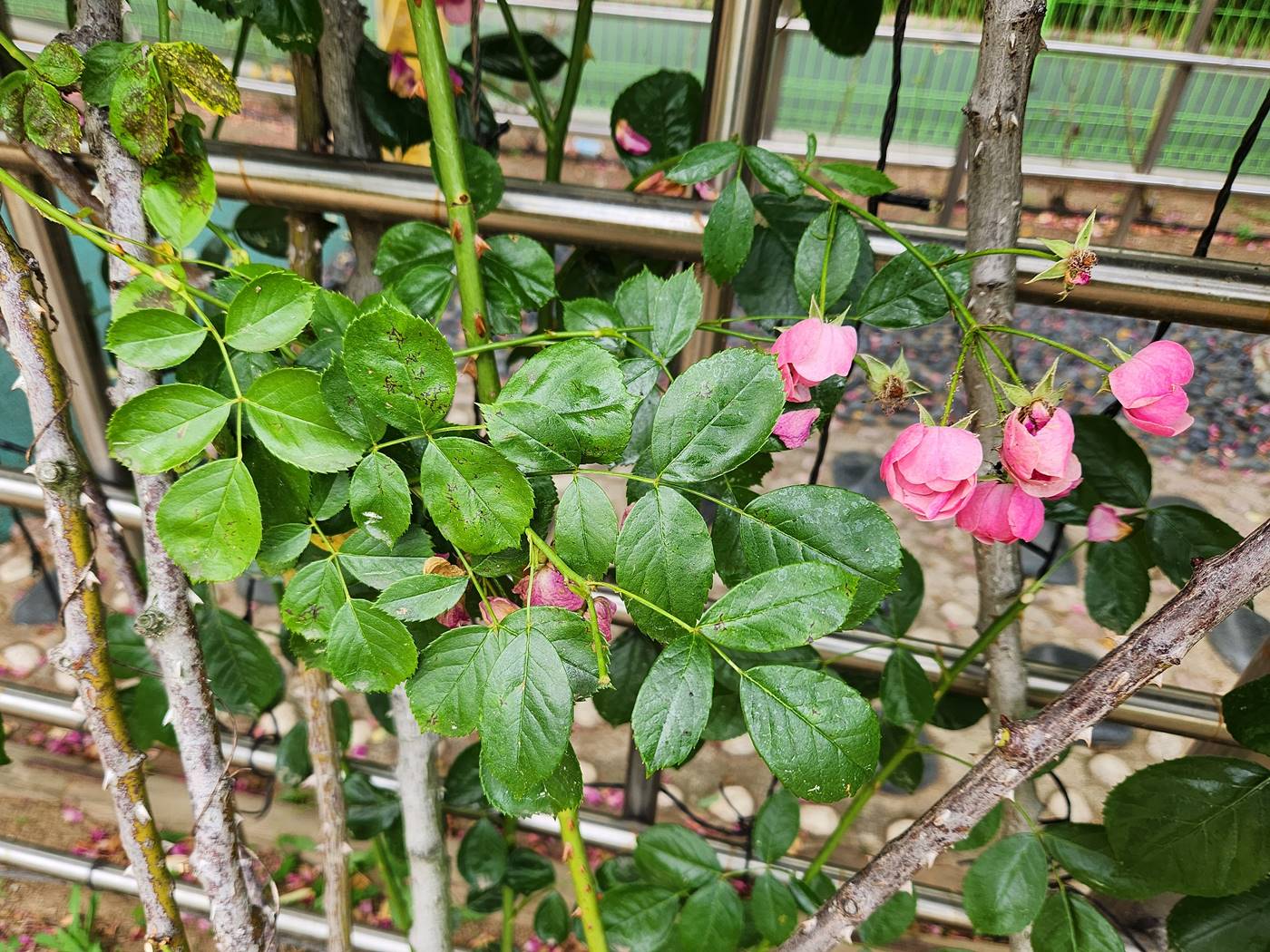 덩굴장미 안젤라 Angela