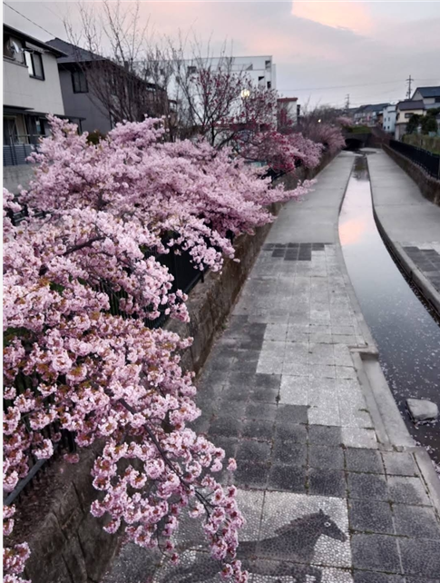 애니메이션에 나올거같은 카와즈자쿠라길