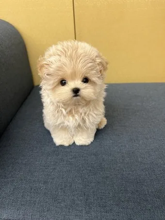 말티푸 단점 장점 성견 크기 분양가격_11