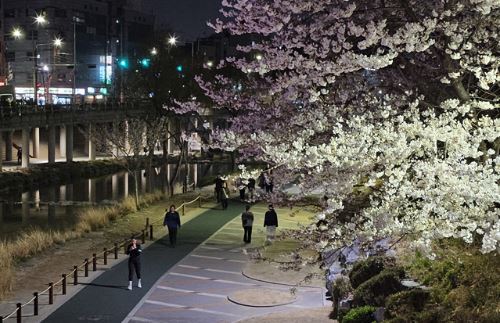 관악구 벚꽃