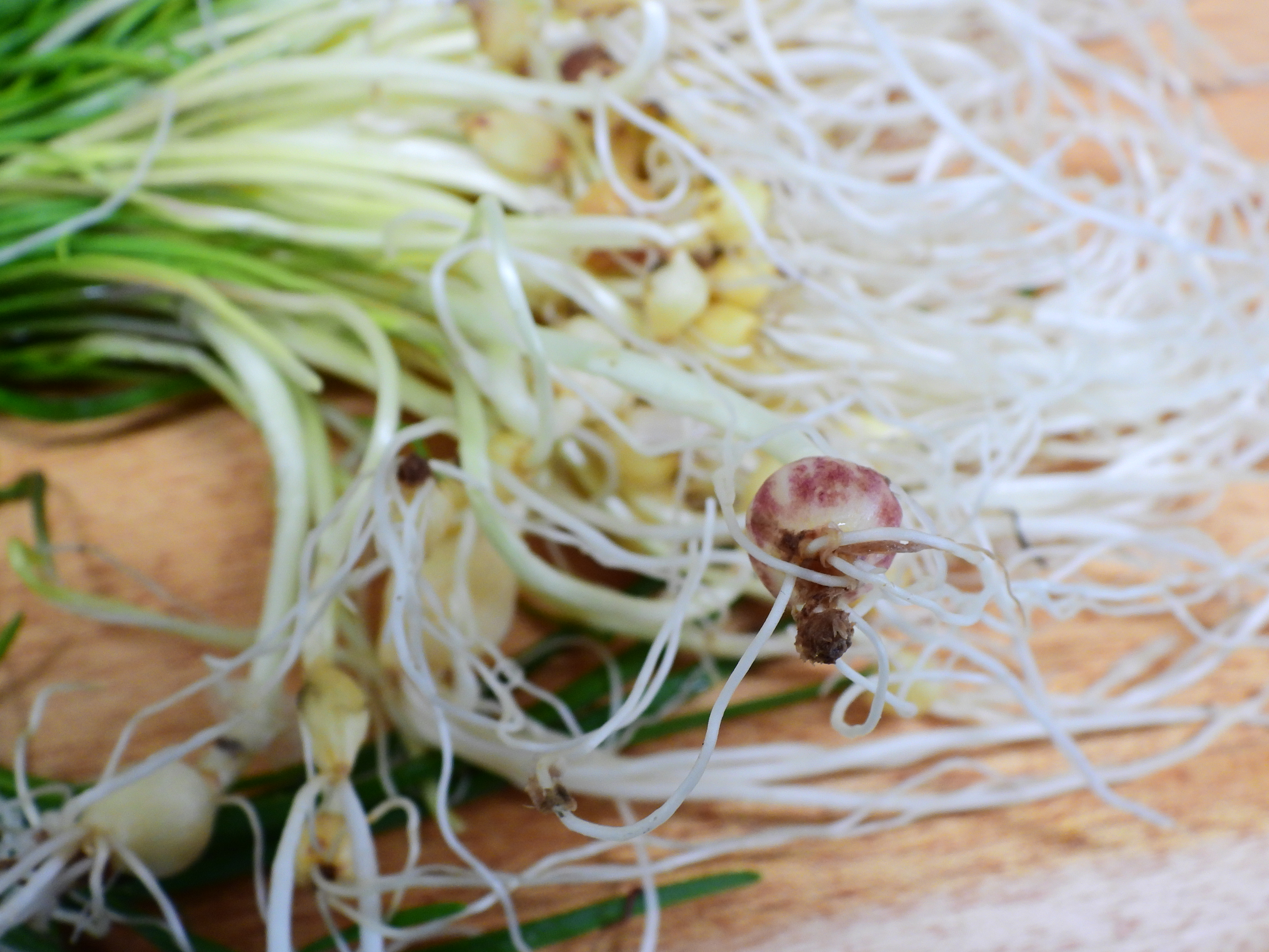 달래 뿌리 손질하는 법