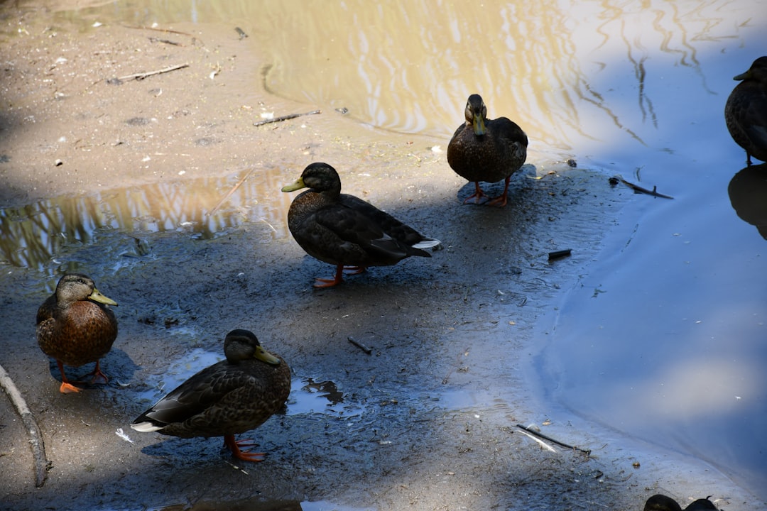 Environmental Conservation